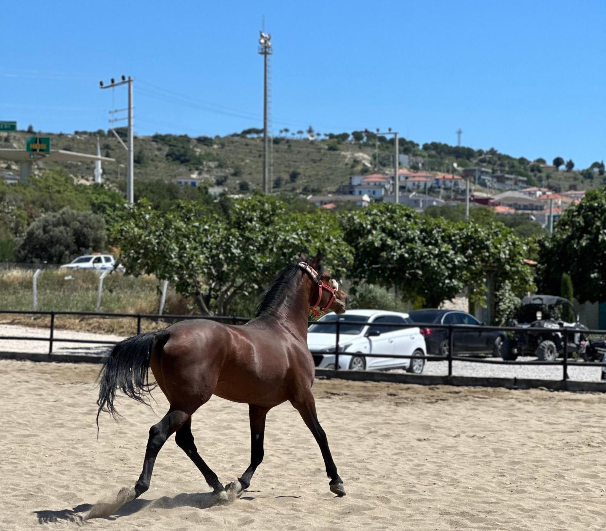 Ride And Stay Çeşme Εξωτερικό φωτογραφία