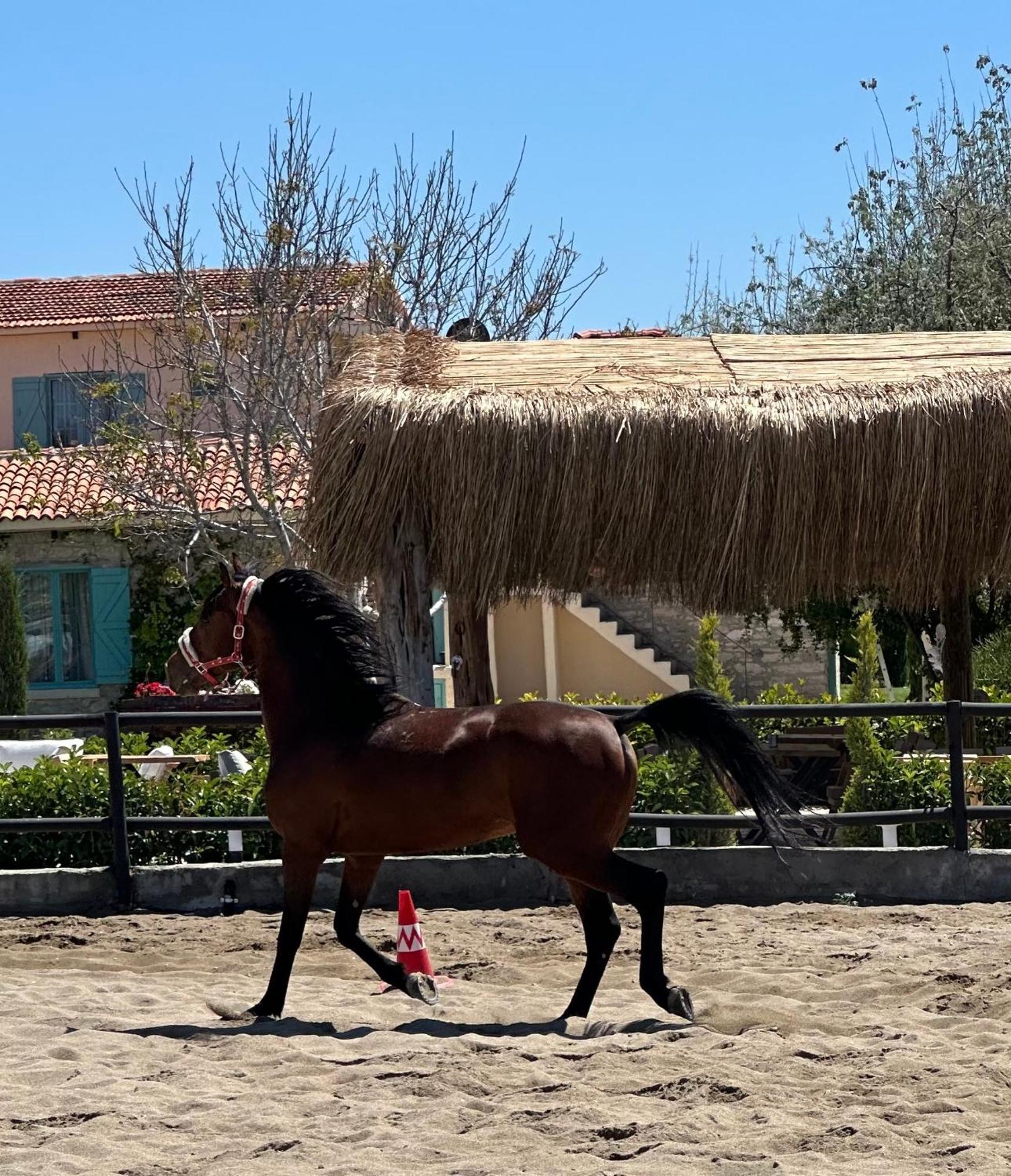 Ride And Stay Çeşme Εξωτερικό φωτογραφία